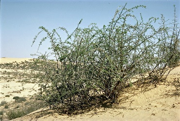 האטד